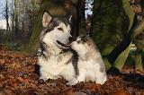 ALASKAN MALAMUTE 557